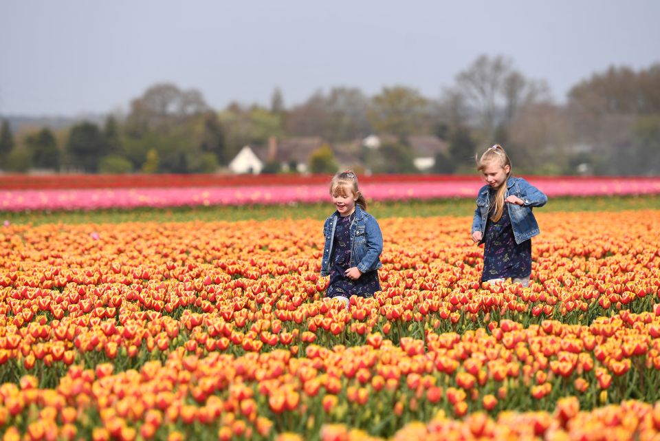 A field in the UK looks like a top European tourist attraction