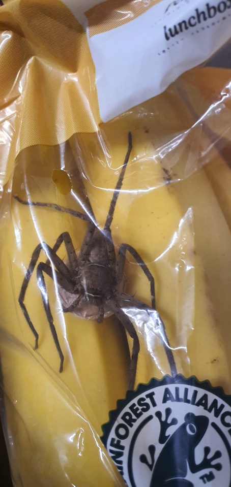 The scary huntsman spider and its sac sit on the fruit