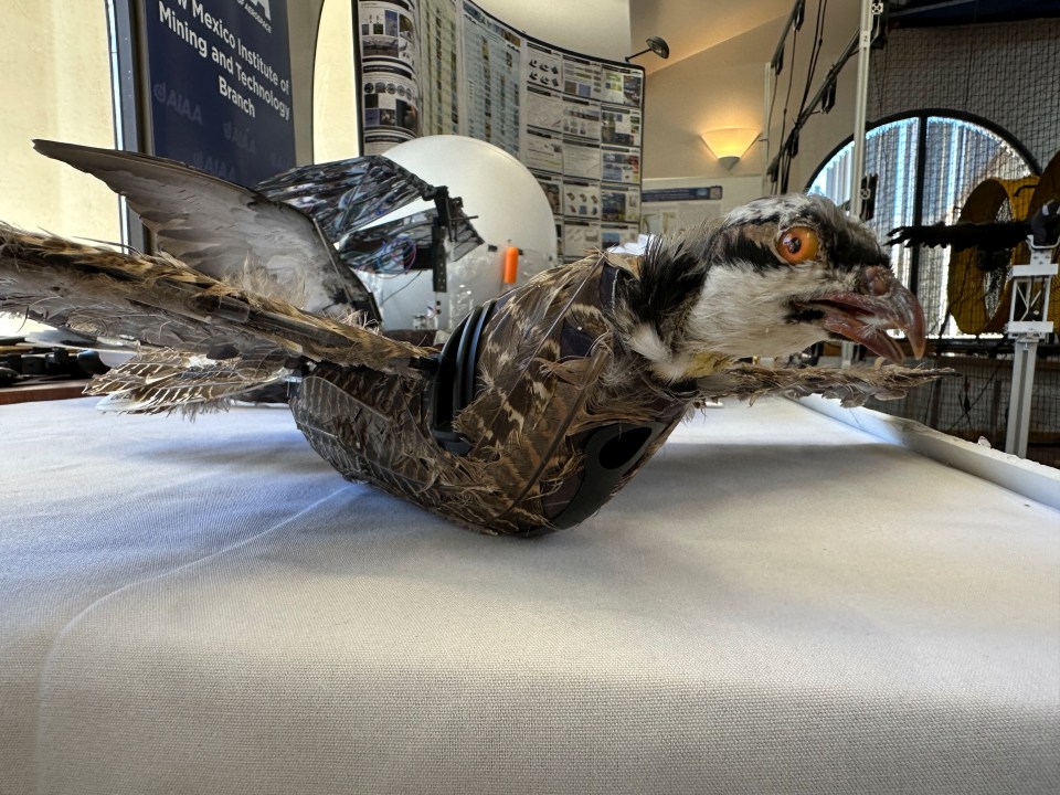 The creepy taxidermy bird is being used to study flight patterns