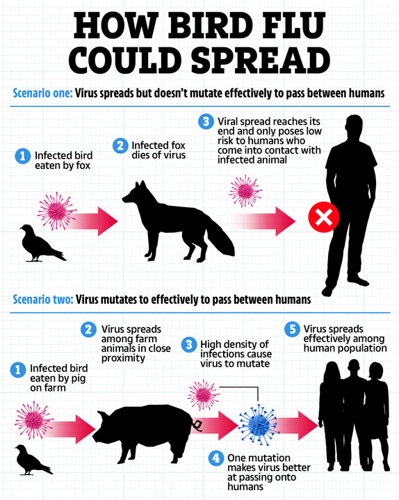 a diagram showing how bird flu could spread