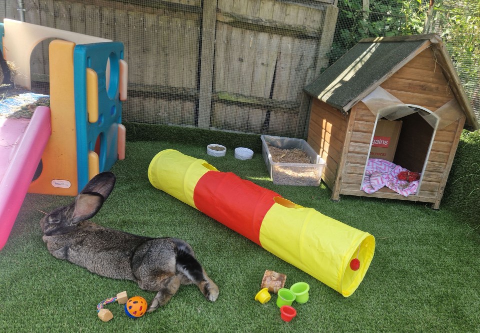 The pampered pets have their own playground in the garden