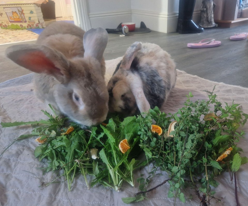 Gemma's closest pub, The Falcon, donates its leftover vegetable cuttings