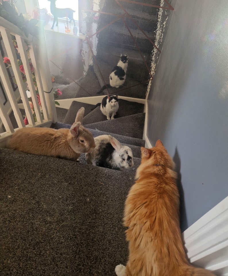 Gemma’s rabbits playing with her cats in the house