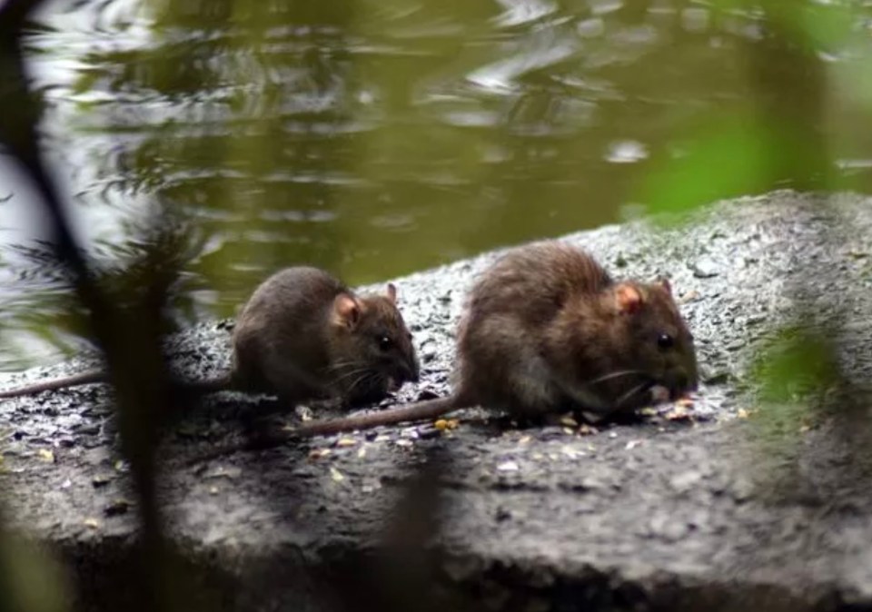 Swansea is the UK’s No1 city for 'super rats'