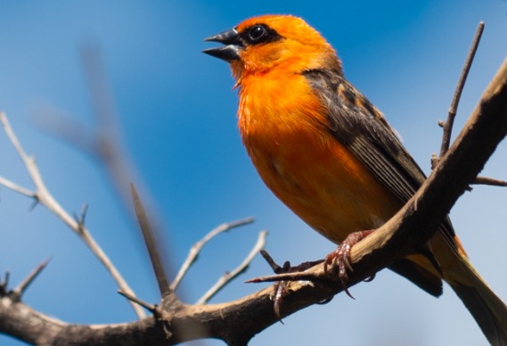 The stunning yet endangered, bright-orange Mauritian fody is one of several gloriously colourful native birds