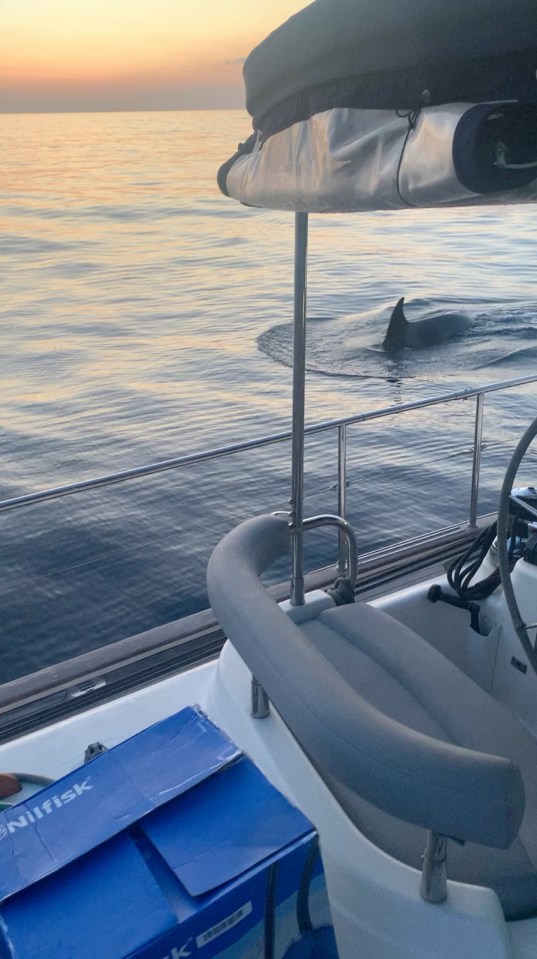 April Boyes, 31, was en route to Gibraltar when killer whales began attacking her yacht