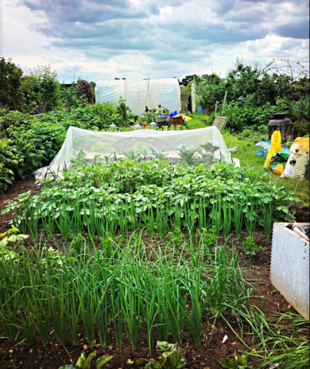 The couple have a huge allotment