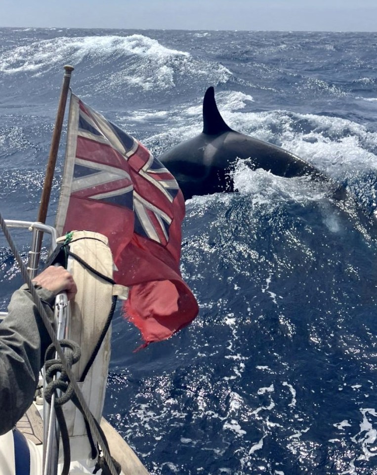 The couple, from Cambridge, were enjoying a sailing course off the coast of Morocco when they spotted a pod of orcas