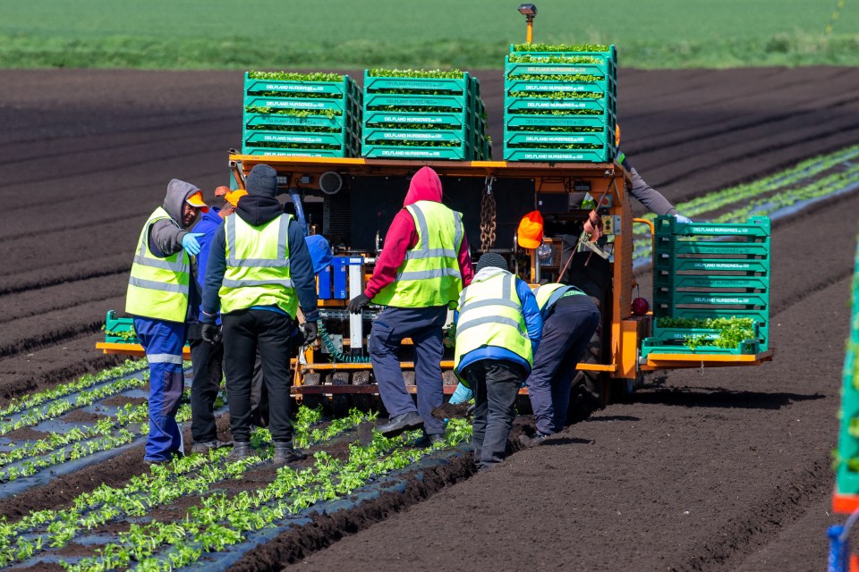 Reeves promised Labour 'wouldn't turn to immigration as the easy answer to these labour shortages'