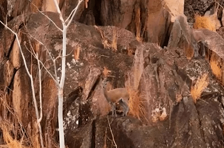 You have sharp vision if you can spot the two deer hiding in this rocky landscape in less than five seconds