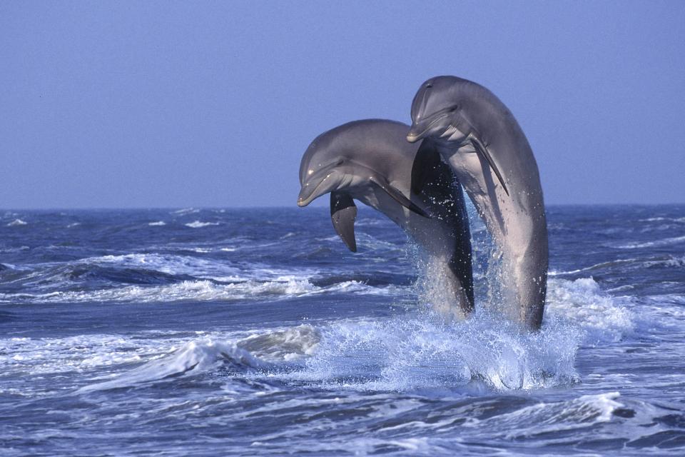 Bottlenose dolphins are sometimes spotted swimming in the seas nearby