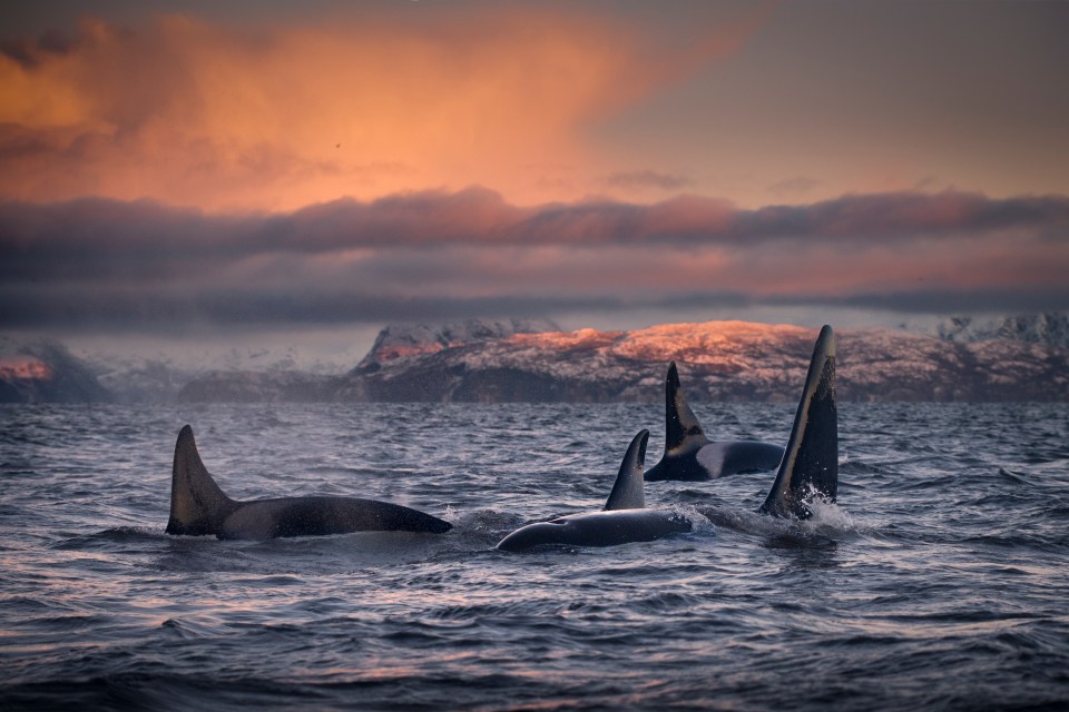 Some scientists believe these whales are traumatised while others think they’re playing