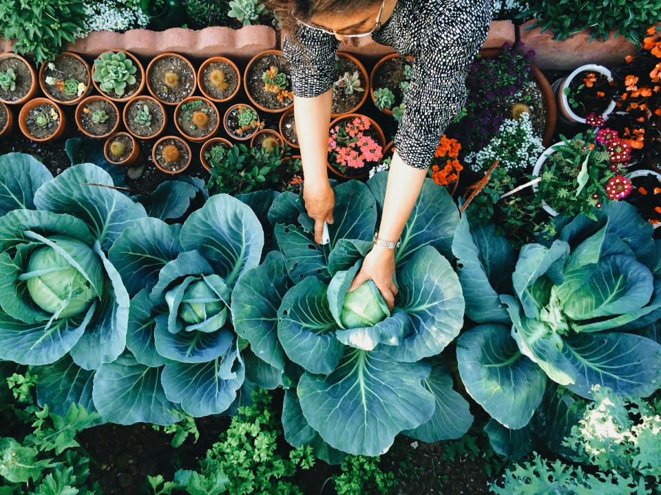 The whizz revealed what time of the day is the best for watering your plants and the jobs to not bother with