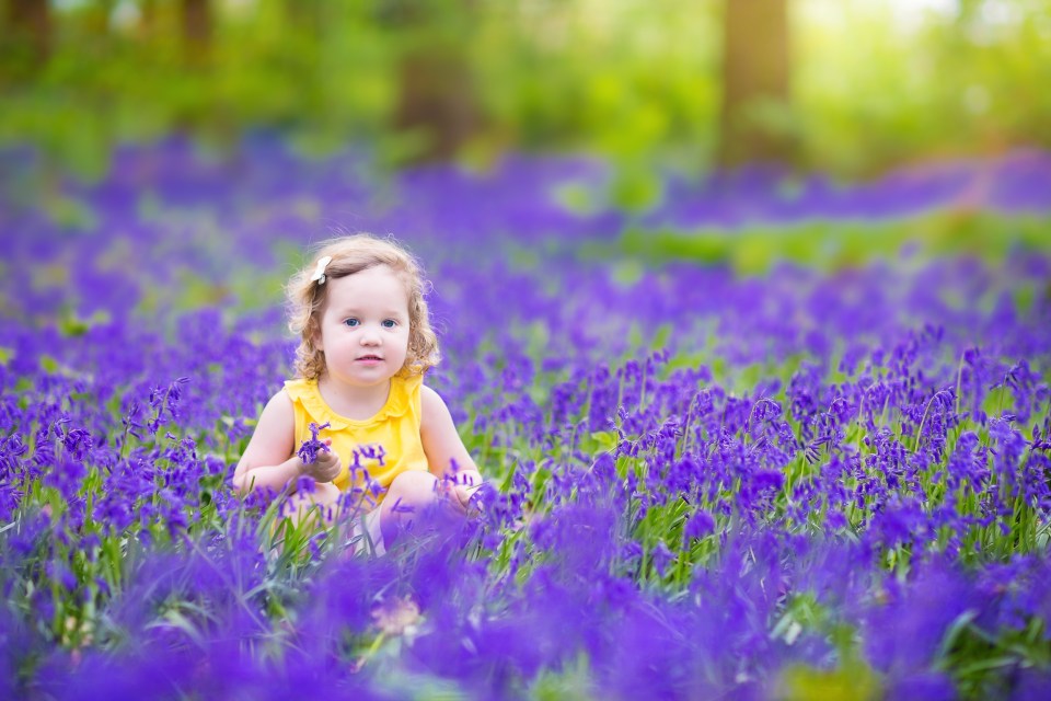 Make a great value day out and enjoy stunning British outdoor spaces covered in bluebells with our tips