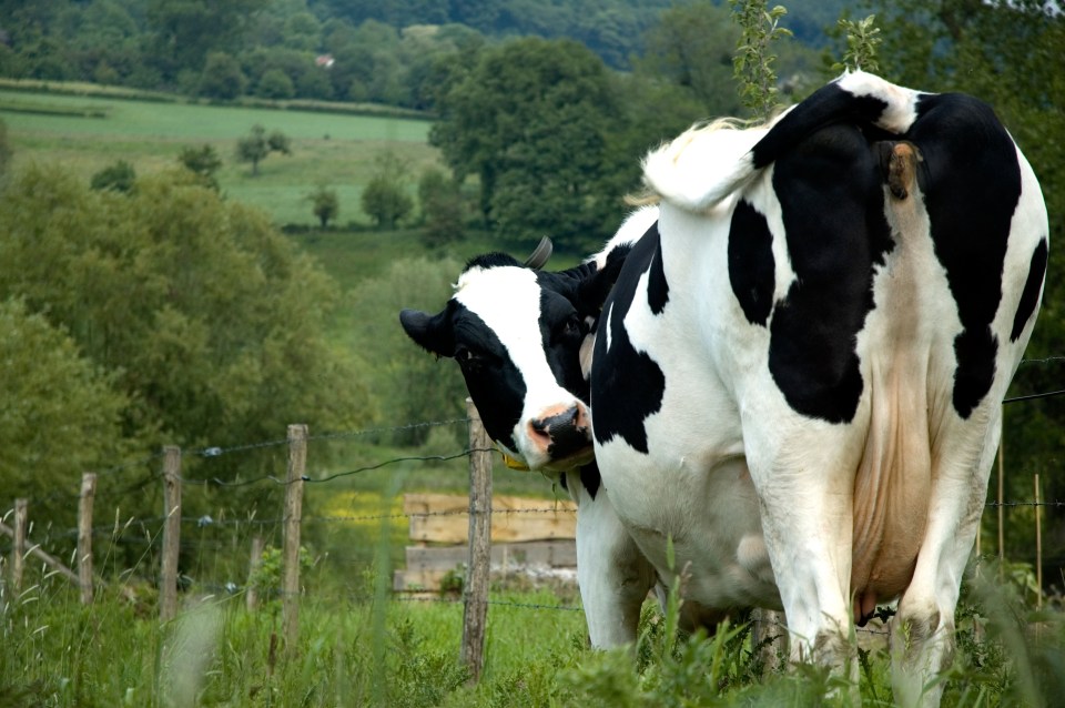 Almost 1,000 academics have signed a joint letter saying that eating meat is actually good for us