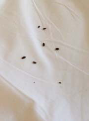 The couple found bedbugs crawling all over their sheets