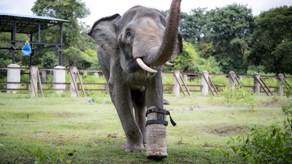 Chhouk the Asian elephant had to have his foot amputated after getting caught in a snare as an infant