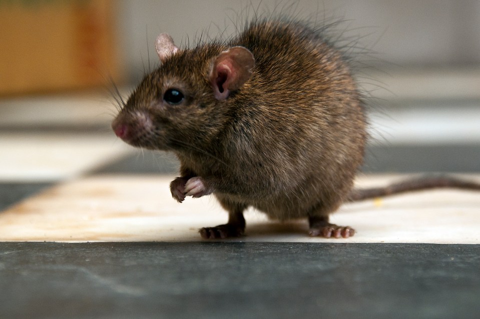 Rats can bring a number of health-related problems with them