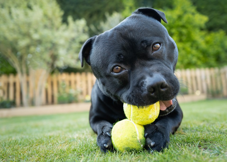 He advised that dogs can get lungworm if there is a parasite on their tennis balls