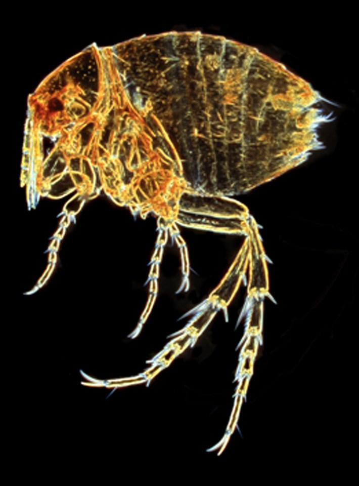 A Tunga penetran, or chigoe flea, which also burrows under human skin