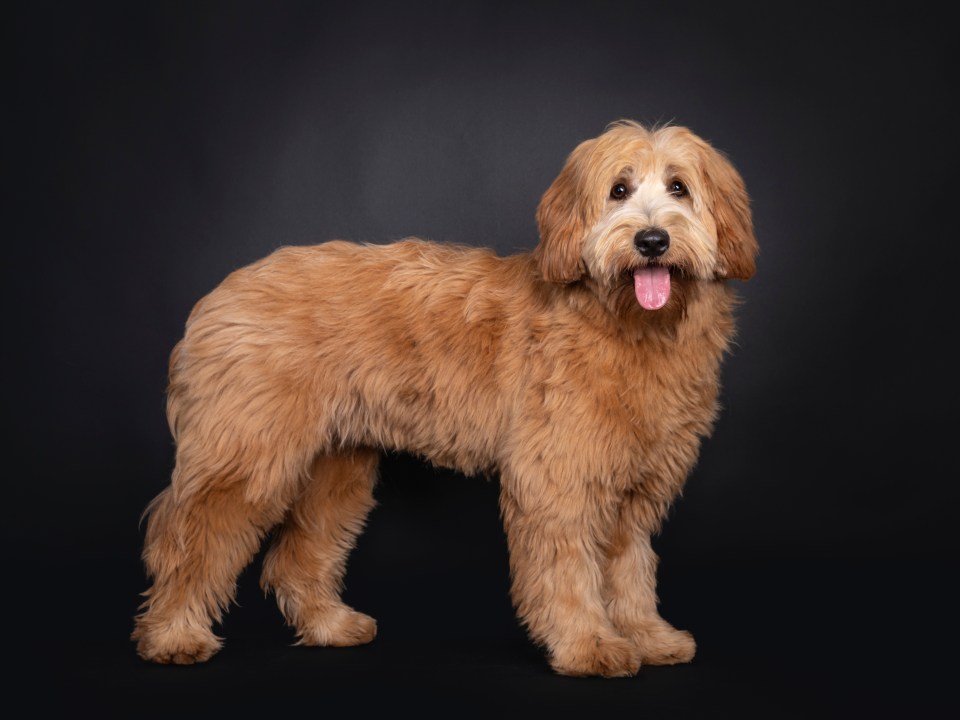 Australian Labradoodles were revealed to have very good focus