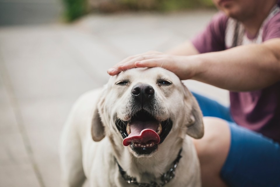 A vet has revealed the dangerous reason why dog owners shouldn’t keep collars on their pet while indoors