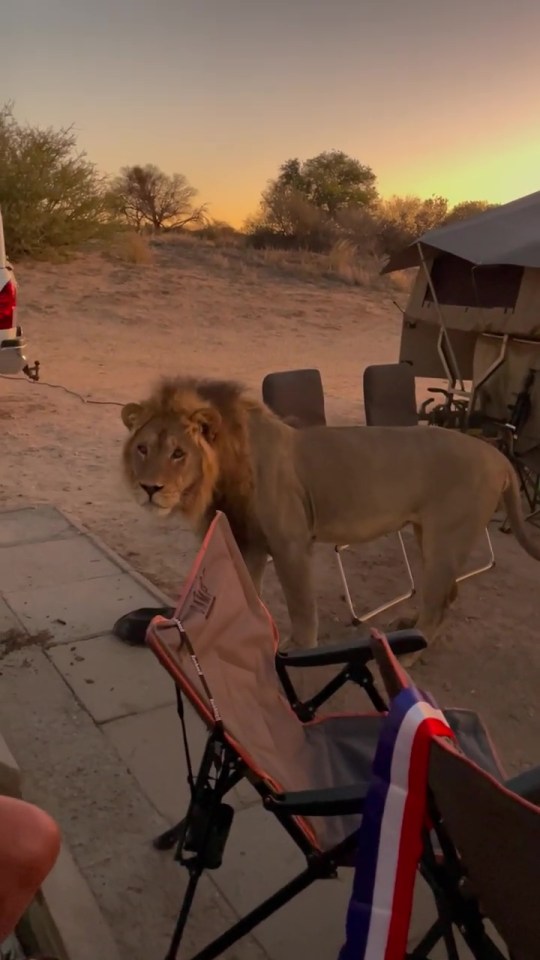 The lion curiously looked at the group