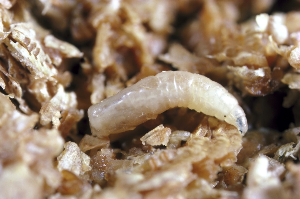 Parasitic flies known as screwworms make themselves unwelcome tenants on your body