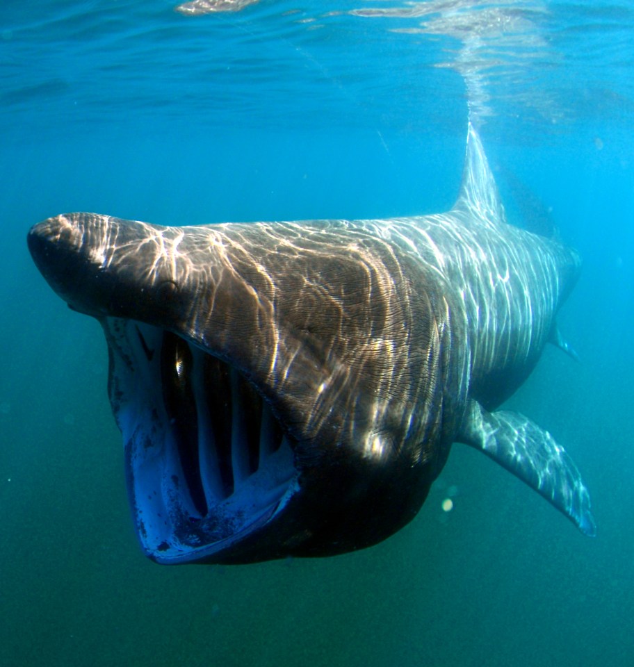 Basking sharks can grow up to 12 metres long and swim of the shores of the island