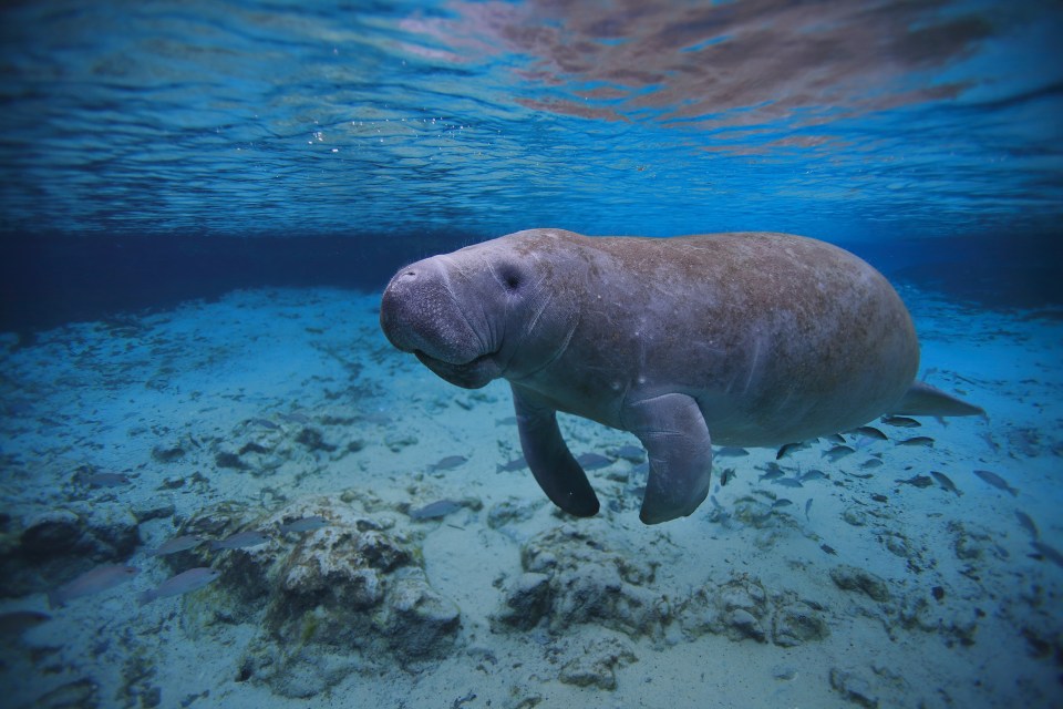 Single manatee under water  swimming in the hot springs sanctuary in Florida