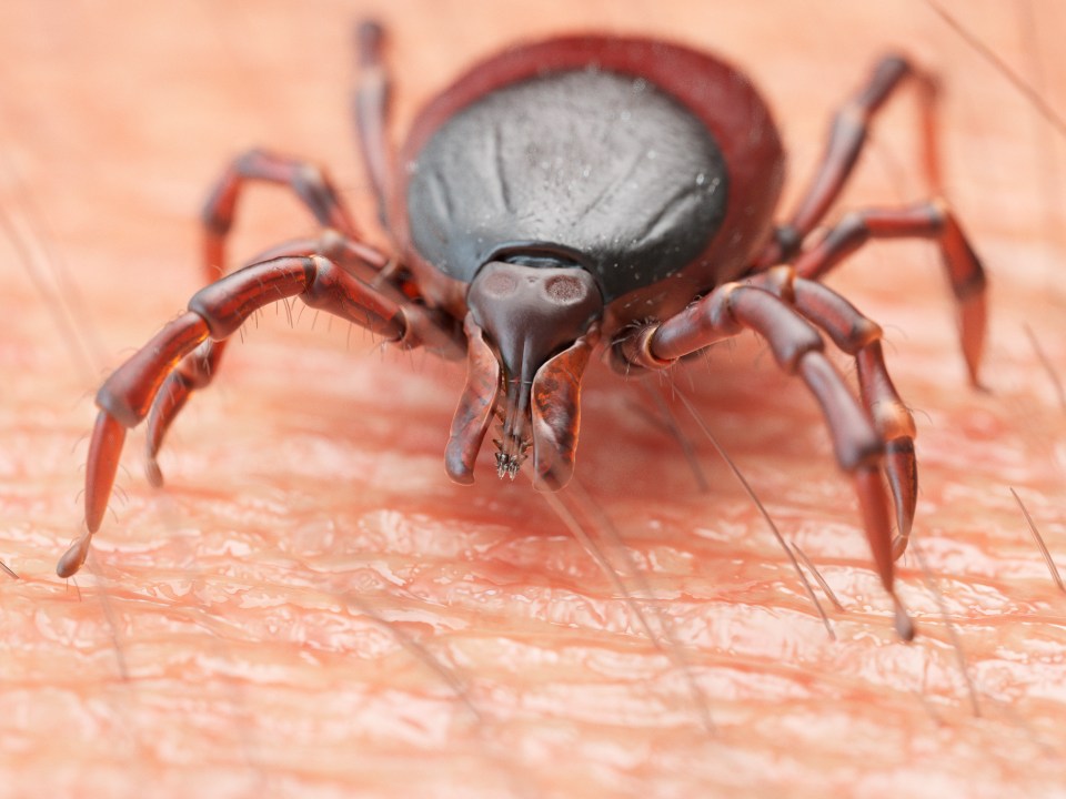 An illustration of a tick crawling on human skin