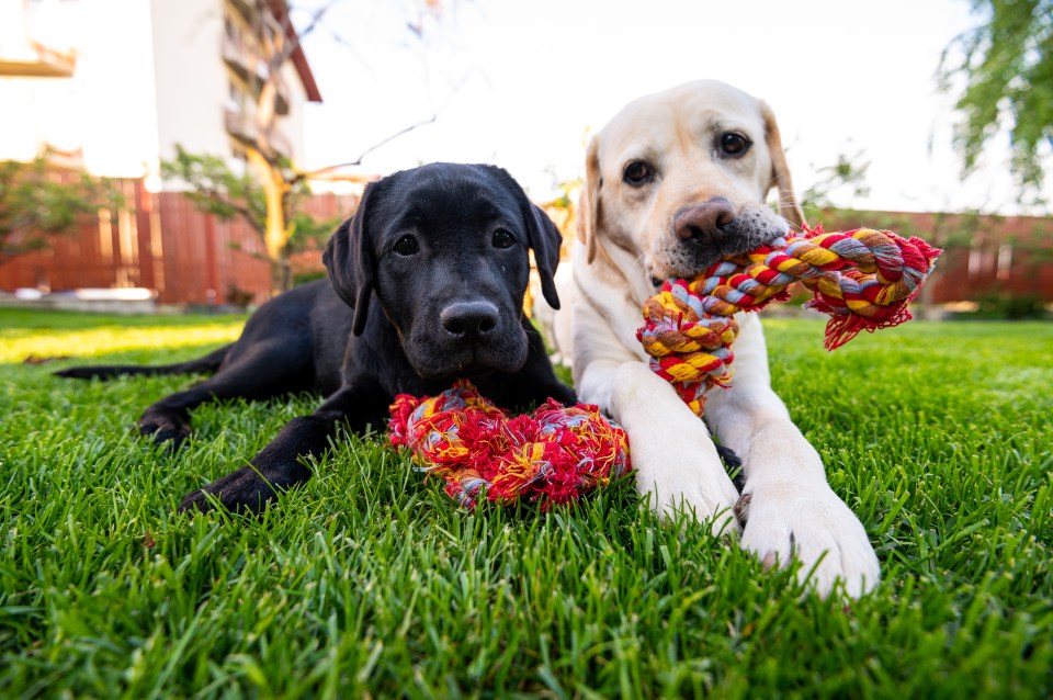 A vet has warned that rope toys are one of the most dangerous things a dog can swallow