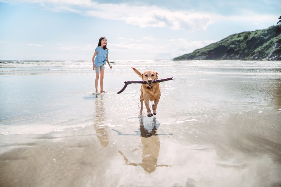 Vets have issued warnings over the hidden dangers for dogs found on UK beaches