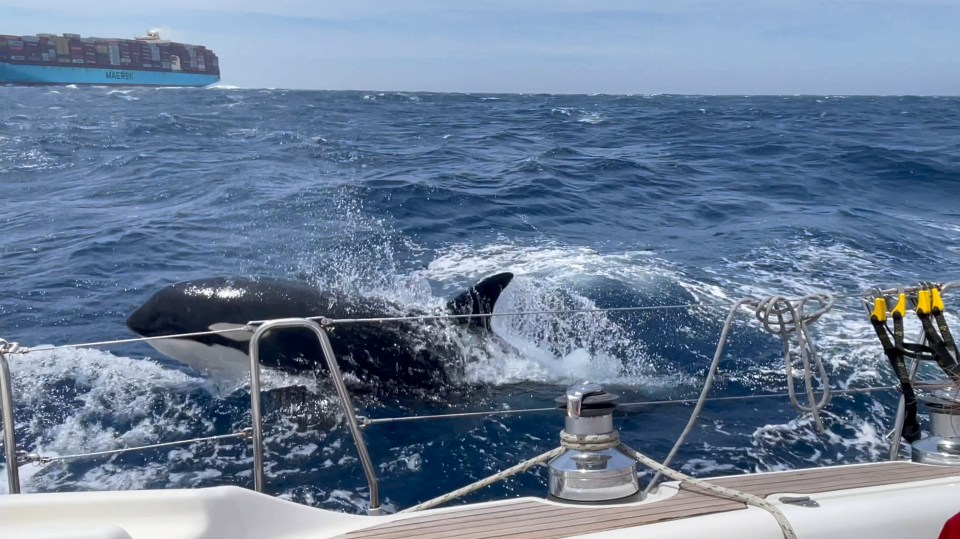 A pod of killer whales attacked a Brit’s boat in Morocco earlier this month