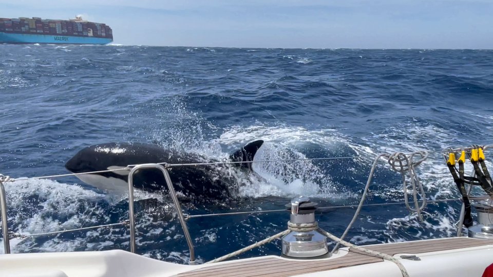 A pod of killer whales attacked a Brit's boat in Morocco earlier this month