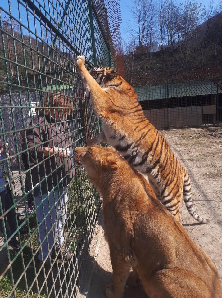 Local cops killed two of the lions after discovering human body parts in the enclosure