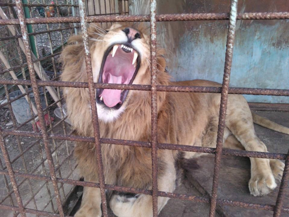 One of the lions in an enclosure at the Kysuck Nov Mesto zoo