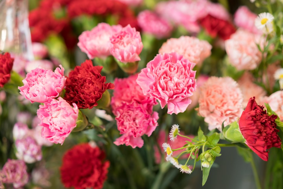 Lara Thorpe cited carnations as a great long-lasting option