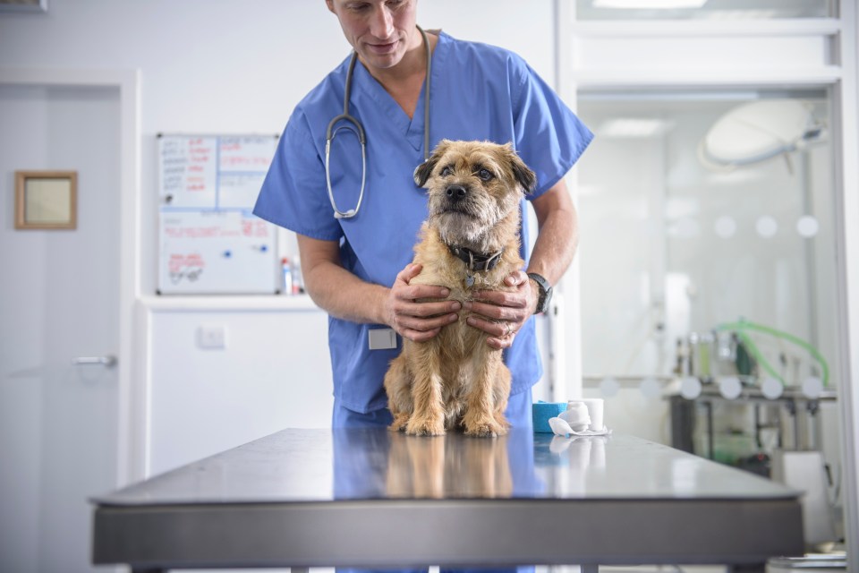 A vet has urged dog owners to look out for symptoms of Cushing's disease