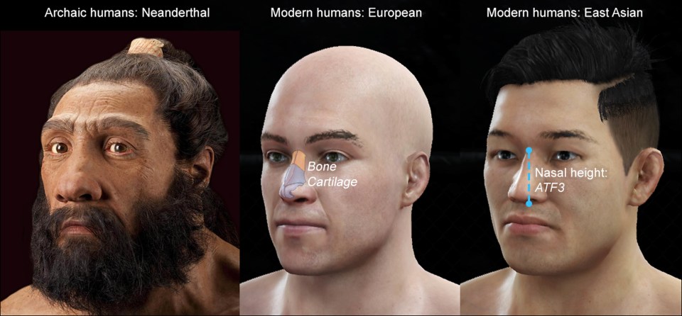 DNA traces left from neanderthals have given some Brits longer noses