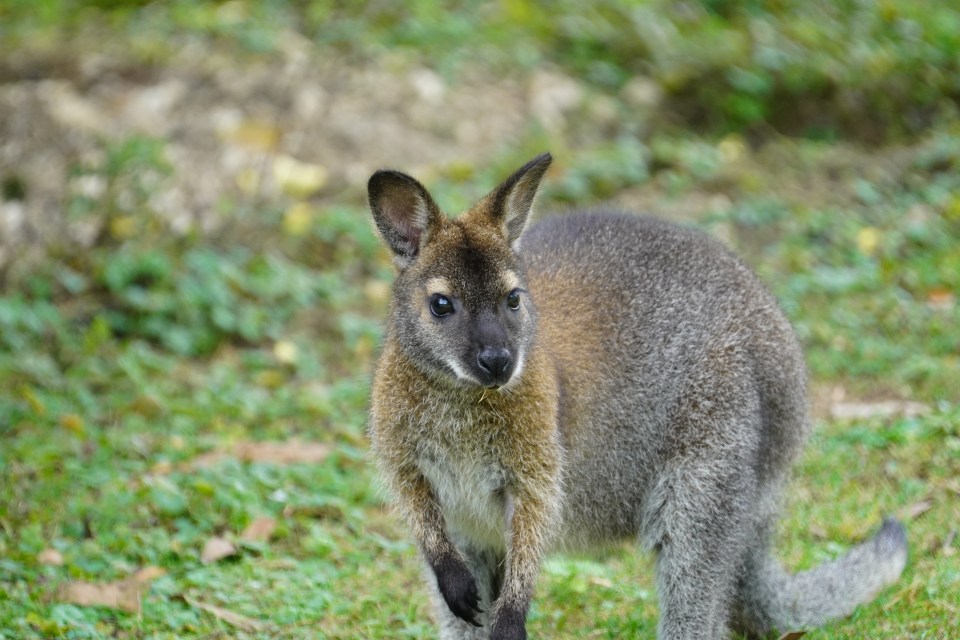 There are more than 500 wild wallabies on the Isle of Man