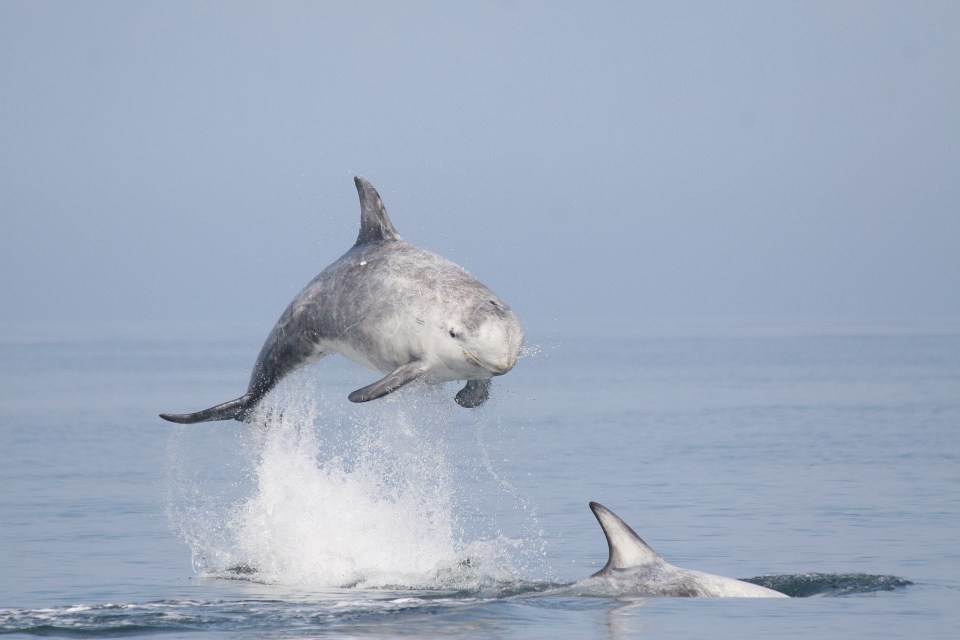 Risso's dolphins are seen in the waters around the island