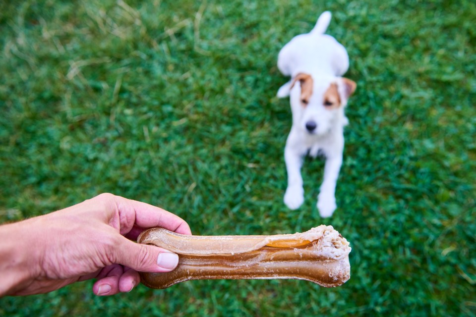 A study carried out by the University of Helsinki compiled the easiest and most challenging dog breeds to train