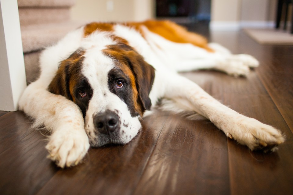 The vet advised that collars should not be worn by dogs if they are playing with others while unsupervised (file photo)