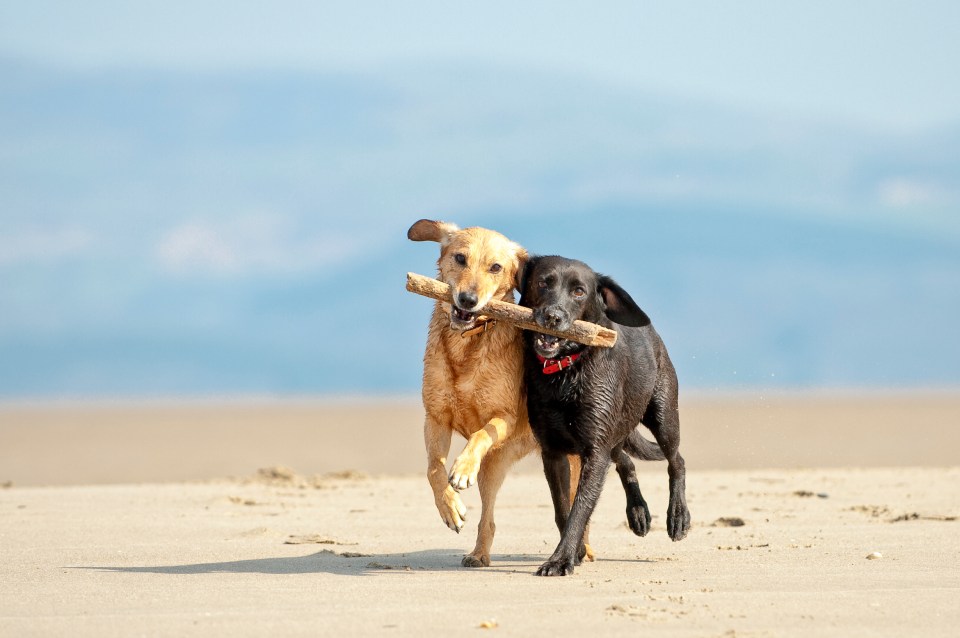 Beaches across the UK could fine families up to £1000 under strict new rules