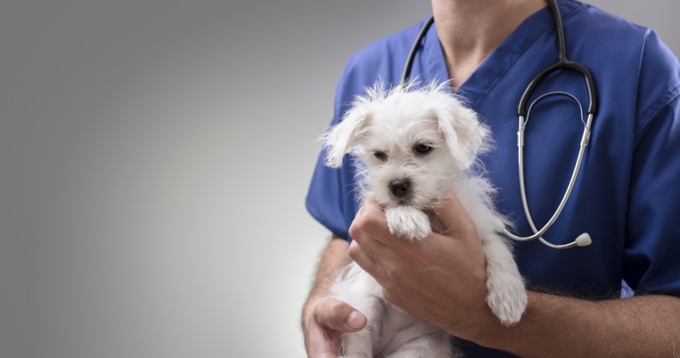 Vets have issued a stern warning to dog walkers after a number of pups were admitted feeling unwell