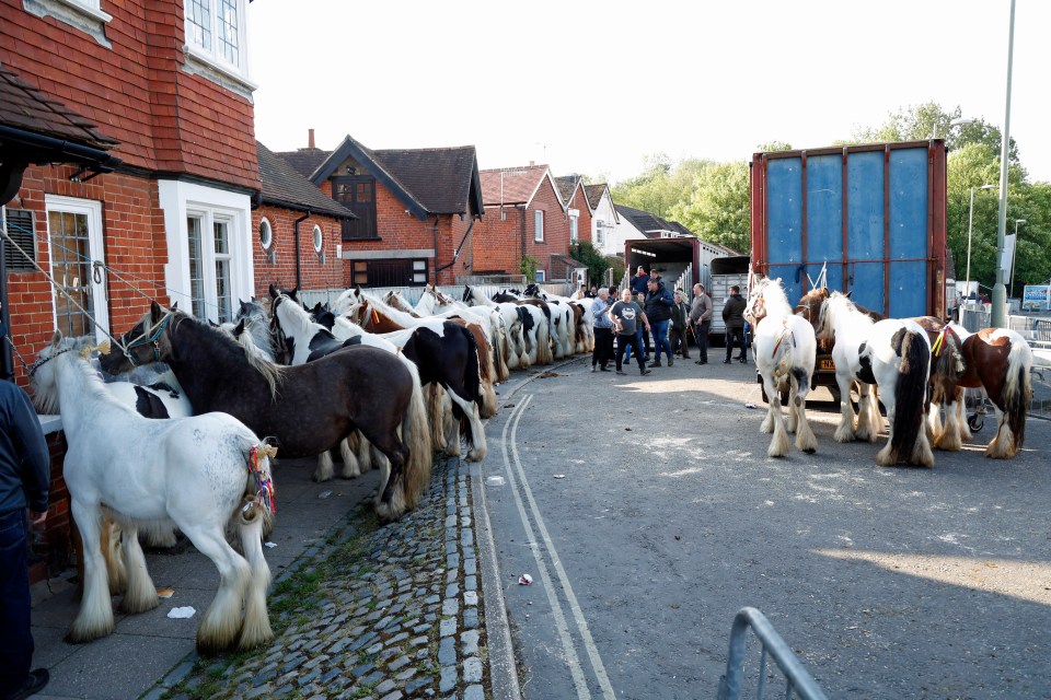 Horses lined up ready to the show