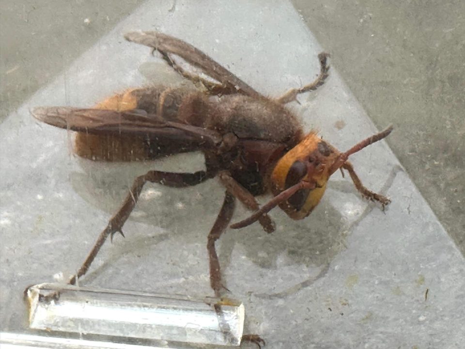 A picture on a local Facebook group showed an Asian hornet in the UK