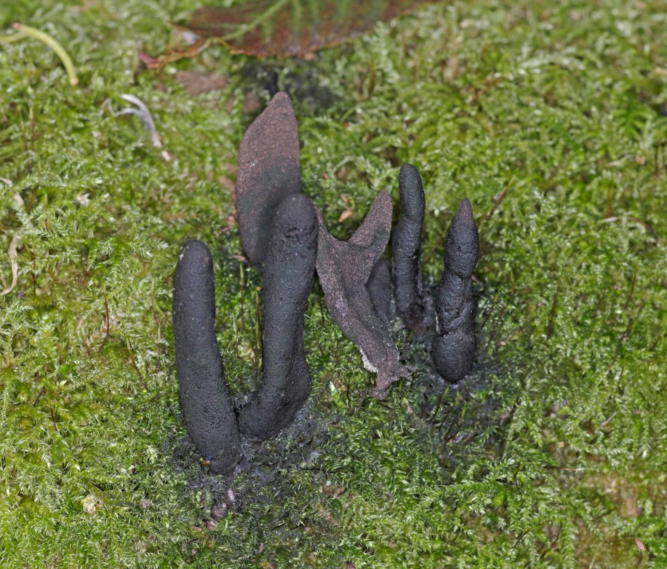 Dead man's fingers, a type of seaweed, can be fatal for dogs