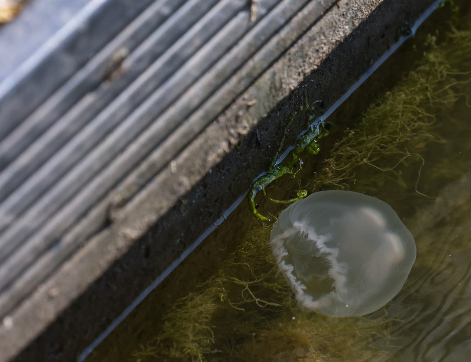 Jellyfish have been spotted swimming in Clevedon Marine Lake, near Bristol